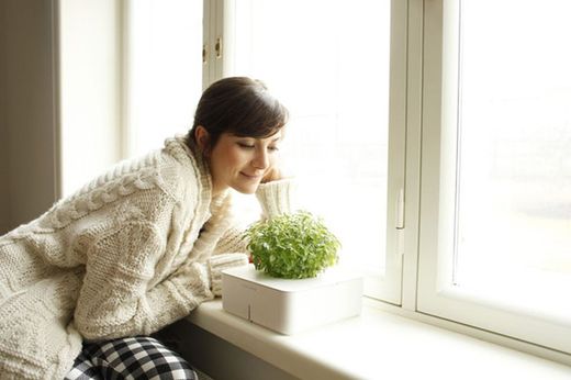 Plantas que aportan energía positiva