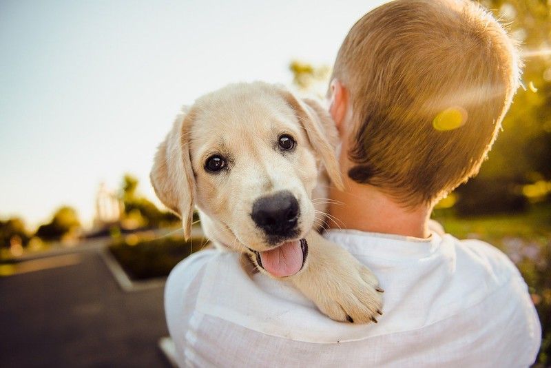 Cuida la salud de tu mascota