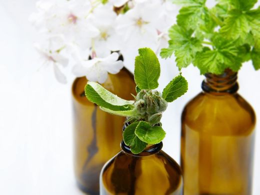 El poder de las plantas para tu bienestar