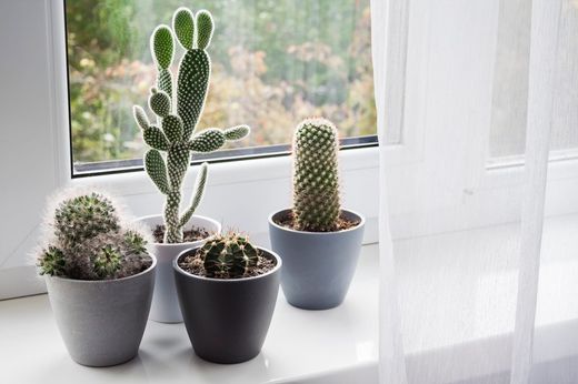 Desmitificando el Poder de las Plantas: ¿Pueden los Cactus Protegerte del Electrosmog?