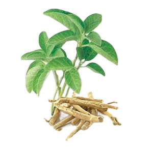 planta ashwagandha