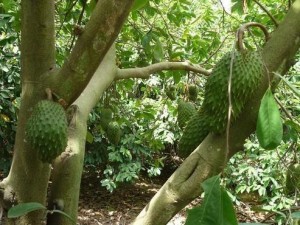 Graviola Guanabana