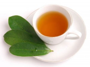 Graviola Hojas