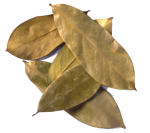 Graviola hojas 2