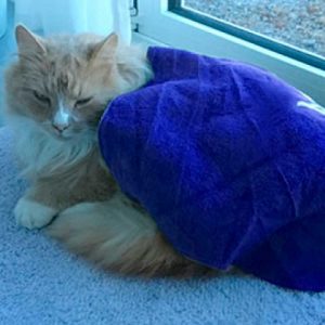 Manta biofotones para mascota - 4