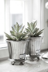plantacactus